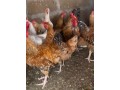 vente-de-poussins-kuroiler-small-2