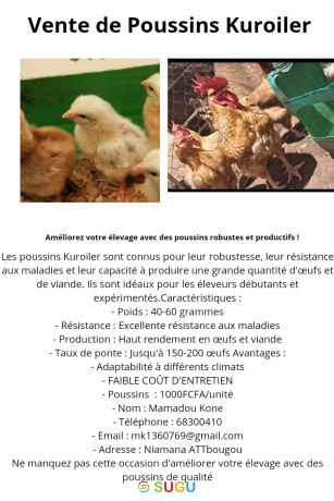 vente-de-poussins-kuroiler-big-0